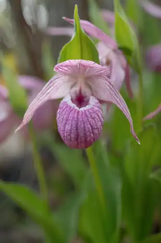 Foto dokumenter Cypripedium yunnanense