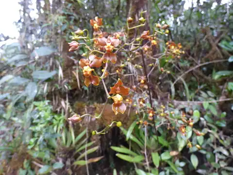Foto dokumenter Cyrtochilum flexuosum