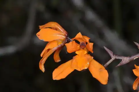Foto dokumenter Cyrtochilum retusum