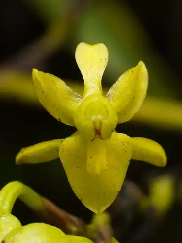 Foto dokumenter Cyrtochilum tricostatum