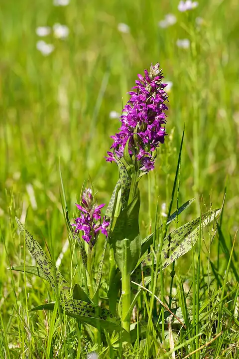 Foto dokumenter Dactylorhiza majalis