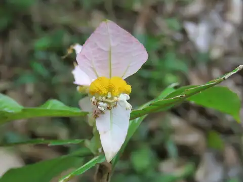 Foto dokumenter Dalechampia spathulata