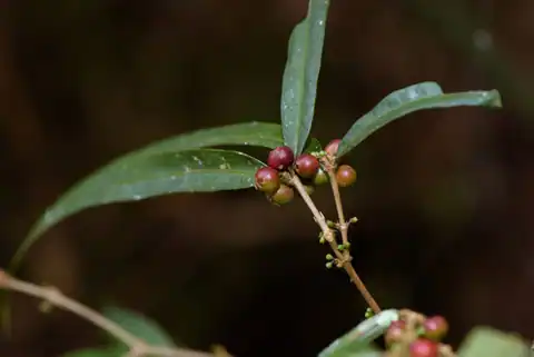 Foto dokumenter Damnacanthus angustifolius