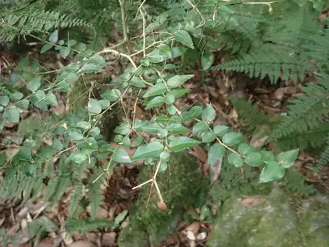 Foto dokumenter Damnacanthus indicus