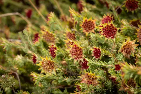Foto dokumenter Darwinia purpurea