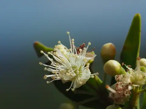 Foto dokumenter Decaspermum gracilentum
