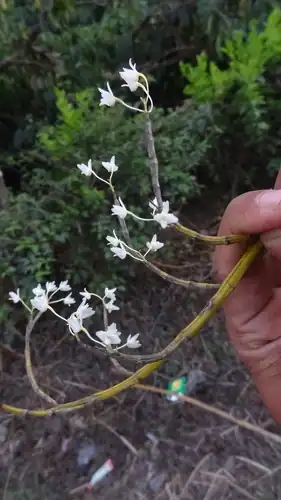 Foto dokumenter Dendrobium herbaceum