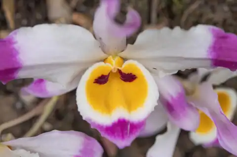Foto dokumenter Dendrobium wardianum