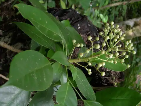 Foto dokumenter Dendropanax arboreus
