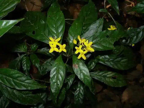 Foto dokumenter Deppea grandiflora