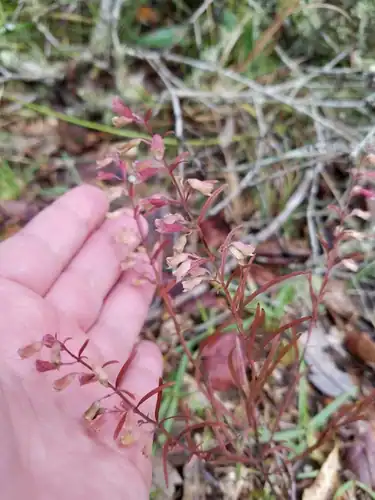 Foto dokumenter Dicerandra linearifolia