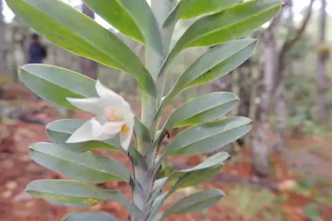 Foto dokumenter Dichaea glauca