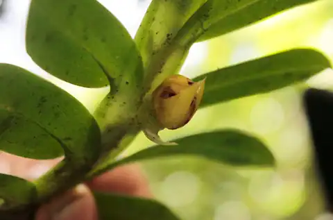 Foto dokumenter Dichaea morrisii