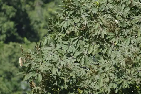 Foto dokumenter Didymopanax morototoni