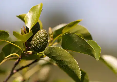 Foto dokumenter Alnus cordata
