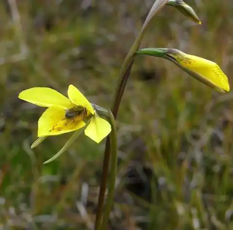 Foto dokumenter Diuris behrii
