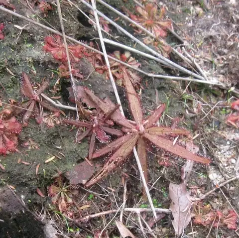 Foto dokumenter Drosera adelae