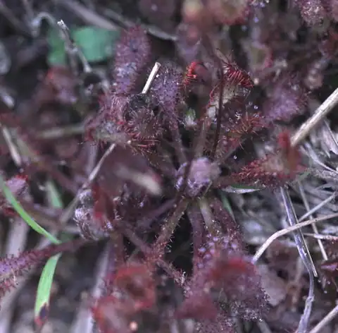 Foto dokumenter Drosera oblanceolata