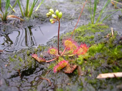 Foto dokumenter Drosera rotundifolia