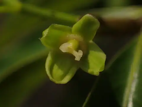 Foto dokumenter Drypetes indica