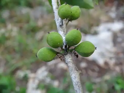 Foto dokumenter Drypetes lateriflora