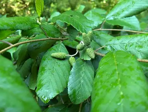 Foto dokumenter Alnus serrulata