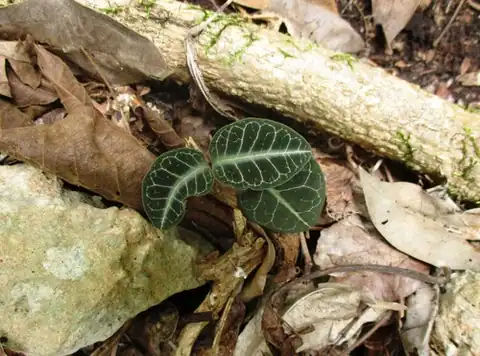 Foto dokumenter Echites tuxtlensis