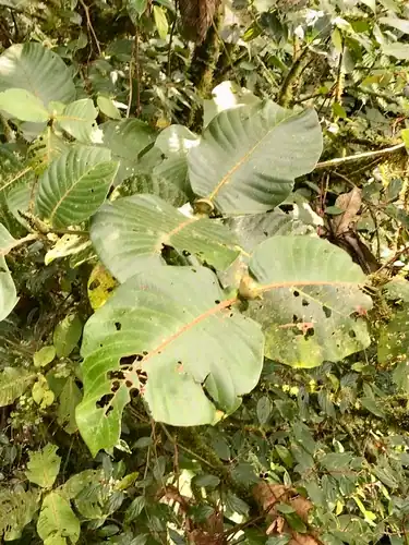 Foto dokumenter Elaeagia auriculata