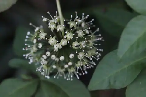 Foto dokumenter Eleutherococcus trifoliatus