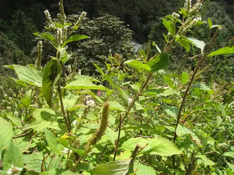 Foto dokumenter Elsholtzia fruticosa