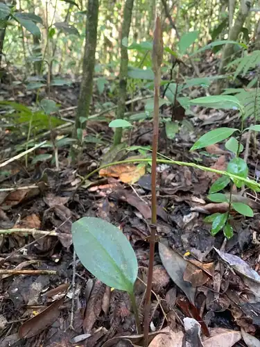 Foto dokumenter Eltroplectris calcarata