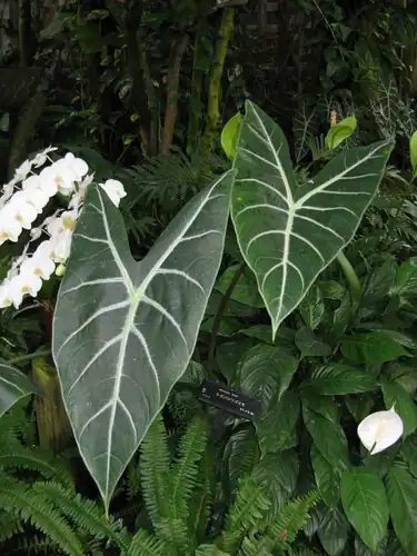 Foto dokumenter Alocasia longiloba