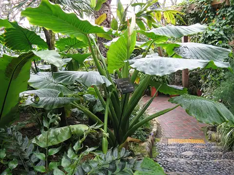 Foto dokumenter Alocasia macrorrhizos