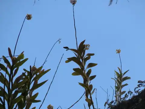 Foto dokumenter Epidendrum amphistomum
