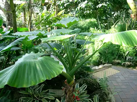 Foto dokumenter Alocasia odora