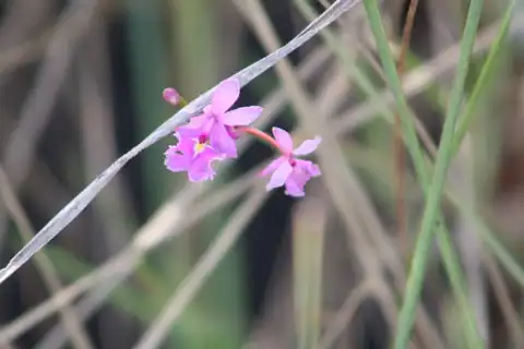 Foto dokumenter Epidendrum calanthum