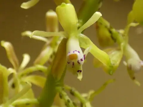 Foto dokumenter Epidendrum cylindrostachys