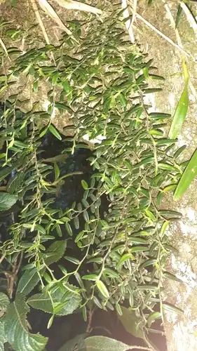 Foto dokumenter Epidendrum repens