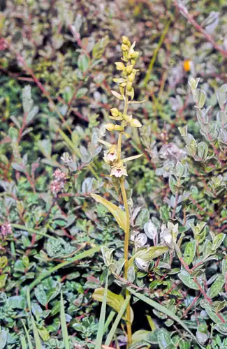Foto dokumenter Epipactis dunensis