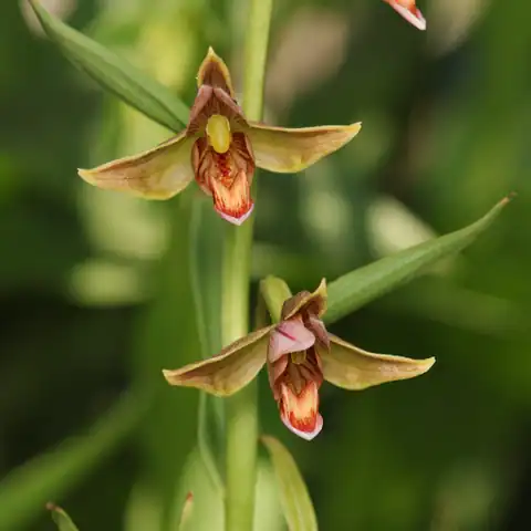 Foto dokumenter Epipactis gigantea