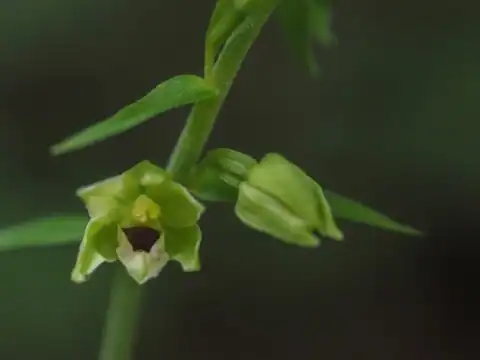 Foto dokumenter Epipactis muelleri