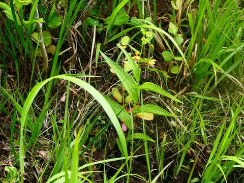 Foto dokumenter Epipactis thunbergii