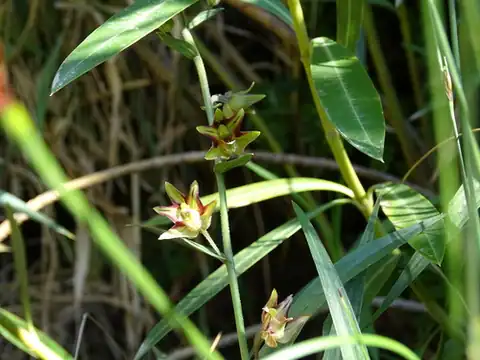 Foto dokumenter Epipactis veratrifolia
