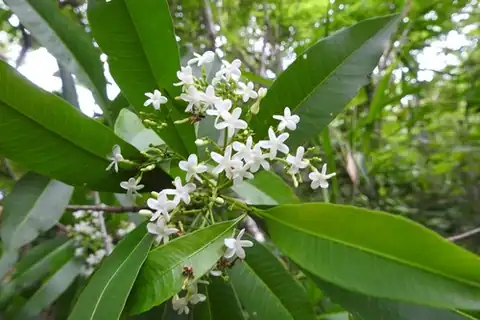 Foto dokumenter Alstonia longifolia