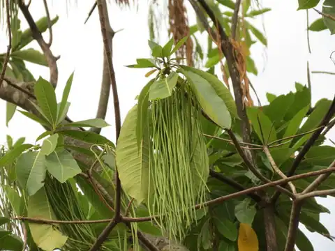 Foto dokumenter Alstonia macrophylla