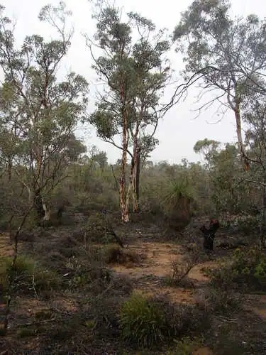 Foto dokumenter Eucalyptus wandoo