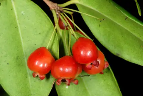 Foto dokumenter Eugenia confusa