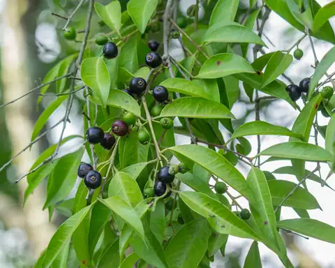 Foto dokumenter Eugenia florida