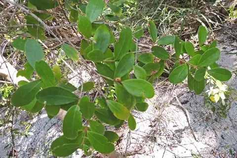 Foto dokumenter Eugenia foetida