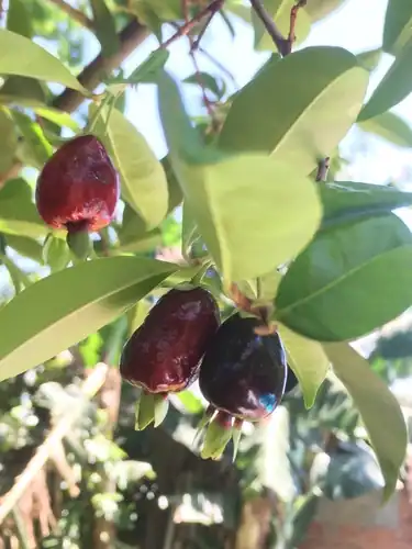 Foto dokumenter Eugenia involucrata